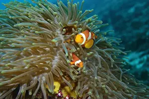 Anemonefish Prints: Anemonefish, Clownfish Deep Sea Exploration 2025 Clownfish or anemonefish are fishes from the subfamily Amphiprioninae