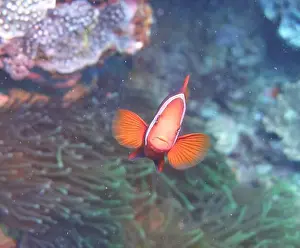 Anemonefish Prints: Anemonefish, Clownfish Deep Sea Exploration 2025 Clownfish or anemonefish are fishes from the subfamily Amphiprioninae
