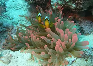 Anemonefish Prints: Anemonefish, Clownfish Deep Sea Exploration 2025 Clownfish or anemonefish are fishes from the subfamily Amphiprioninae