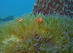 Anemonefish Prints: Anemonefish, Clownfish Deep Sea Exploration 2025 Clownfish or anemonefish are fishes from the subfamily Amphiprioninae