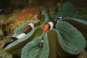 Anemonefish Prints: Anemonefish, Clownfish Deep Sea Exploration 2025 Clownfish or anemonefish are fishes from the subfamily Amphiprioninae