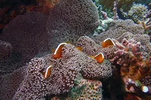 Anemonefish Prints: Anemonefish, Clownfish Deep Sea Exploration 2025 Clownfish or anemonefish are fishes from the subfamily Amphiprioninae