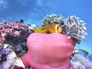 Anemonefish Prints: Anemonefish, Clownfish Deep Sea Exploration 2025 Clownfish or anemonefish are fishes from the subfamily Amphiprioninae
