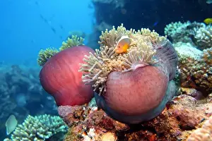 Anemonefish Prints: Anemonefish, Clownfish Deep Sea Exploration 2025 Clownfish or anemonefish are fishes from the subfamily Amphiprioninae