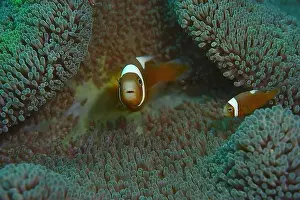 Anemonefish Prints: Anemonefish, Clownfish Deep Sea Exploration 2025 Clownfish or anemonefish are fishes from the subfamily Amphiprioninae