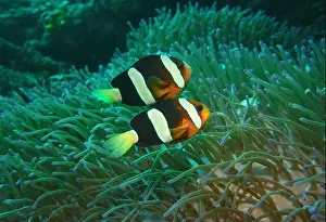 Anemonefish Prints: Anemonefish, Clownfish Deep Sea Exploration 2025 Clownfish or anemonefish are fishes from the subfamily Amphiprioninae