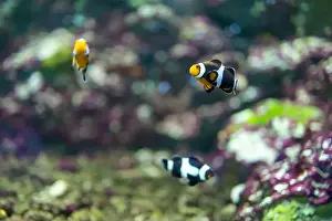 Anemone Fish Prints: anemonefish in the tank