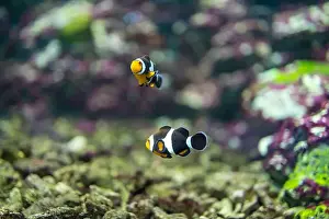 Anemone Fish Prints: anemonefish in the tank