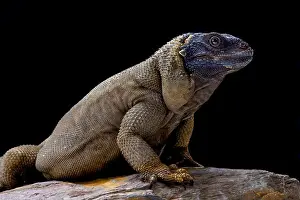 Bushmeat Prints: Angel Island chuckwalla (Sauromalus hispidus) endemic to Isla Ángel de la Guarda, Mexico