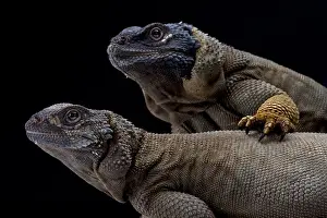 Angel Island chuckwalla (Sauromalus hispidus) pair