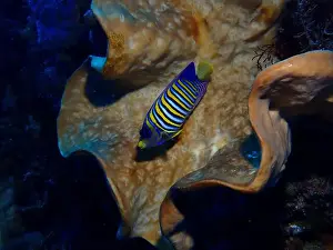 Angelfish, Deep Sea Exploration 2025