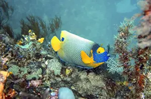 Angelfish Prints: Angelfish, Deep Sea Exploration 2025