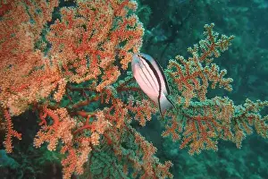 Angelfish Prints: Angelfish, Deep Sea Exploration 2025