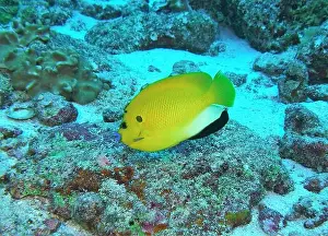 Angelfish Prints: Angelfish, Deep Sea Exploration 2025