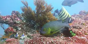 Angelfish Prints: Angelfish, Deep Sea Exploration 2025