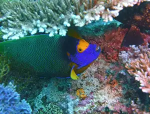 Angelfish Prints: Angelfish, Deep Sea Exploration 2025