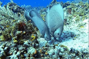 Angelfish Prints: Angelfish, Deep Sea Exploration 2025