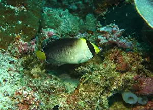Angelfish Prints: Angelfish, Deep Sea Exploration 2025