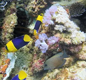 Angelfish Prints: Angelfish, Deep Sea Exploration 2025
