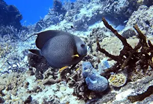 Angelfish Prints: Angelfish, Deep Sea Exploration 2025