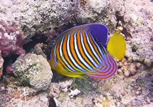 Angelfish Prints: Angelfish, Deep Sea Exploration 2025