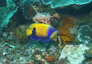 Angelfish Prints: Angelfish, Deep Sea Exploration 2025