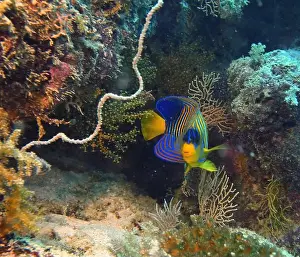 Angelfish Prints: Angelfish, Deep Sea Exploration 2025