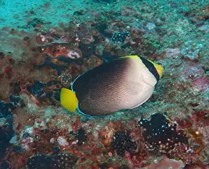 Angelfish Prints: Angelfish, Deep Sea Exploration 2025