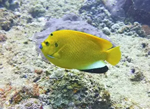 Angelfish Prints: Angelfish, Deep Sea Exploration 2025