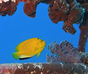 Angelfish Prints: Angelfish, Deep Sea Exploration 2025