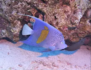 Angelfish Prints: Angelfish, Deep Sea Exploration 2025