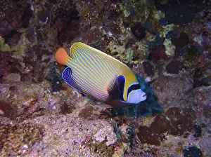 Angelfish Prints: Angelfish, Deep Sea Exploration 2025