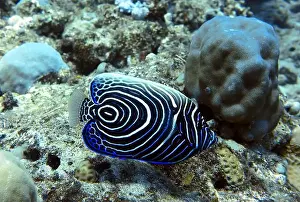 Angelfish, Deep Sea Exploration 2025