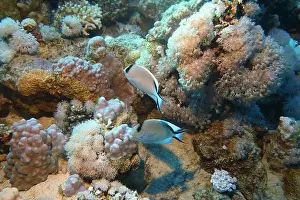 Deep Sea Prints: Angelfish, Deep Sea Exploration 2025