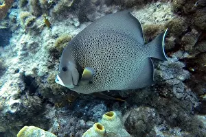 Deep Sea Prints: Angelfish, Deep Sea Exploration 2025
