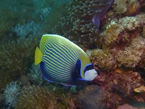 Deep Sea Prints: Angelfish, Deep Sea Exploration 2025
