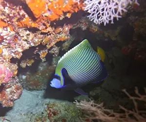 Deep Sea Prints: Angelfish, Deep Sea Exploration 2025