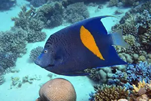 Deep Sea Prints: Angelfish, Deep Sea Exploration 2025