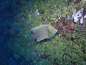 Deep Sea Prints: Angelfish, Deep Sea Exploration 2025