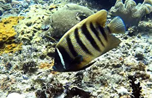 Deep Sea Prints: Angelfish, Deep Sea Exploration 2025