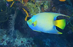 Deep Sea Prints: Angelfish, Deep Sea Exploration 2025