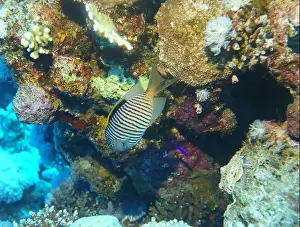 Deep Sea Prints: Angelfish, Deep Sea Exploration 2025