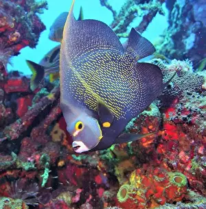 Deep Sea Prints: Angelfish, Deep Sea Exploration 2025