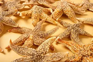 Mollusks Prints: angle view Chinese medicine starfish or Asteroidea horizontal composition
