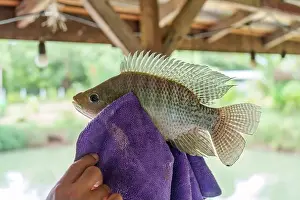 Bait Prints: Angler hand holding Nile tilapia fish or Oreochromis nilotica fishing hooked in towel