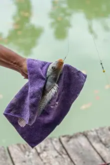 Bait Prints: Angler hand holding Nile tilapia fish or Oreochromis nilotica fishing hooked in towel