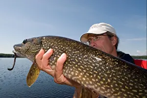 Satisfied Prints: Angler holding up a huge northern pike caught in a lake in Northern Ontario, Canada