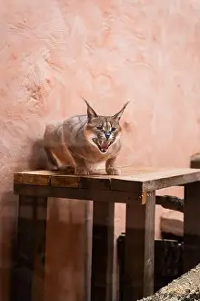 Wildcat Prints: Angry Lynx portrait in Ukrainian zoo