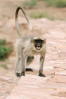 Black Body Prints: Angry monkey common langur presbytis entellus ; Mandore ; Jodhpur ; Rajasthan ; India