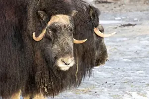Musk Prints: Angry musk oxes with big horns staying on first snow